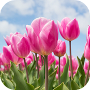 Beautiful Tulips icon