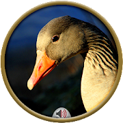 Geese Sounds Mod Apk