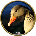 Geese Sounds Mod