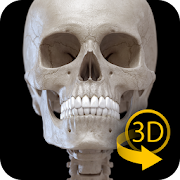 Skeletal System - 3D Anatomy Mod
