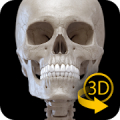 Skeletal System – 3D Anatomía Mod