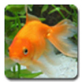 aniPet Goldfish Live Wallpaper Mod