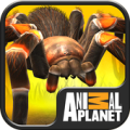 Real Scary Spiders APK