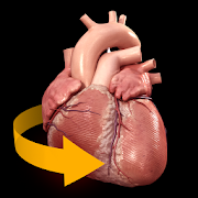 Heart 3D Anatomy Mod