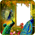 Peacock Insta DP Maker Mod