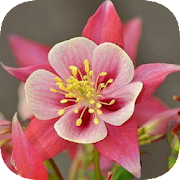 Aquilegia (Columbine, Granny's Bonnet) Wallpaper Mod APK