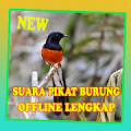 Suara Pikat Burung Hutan Offline Lengkap Ampuh Mod