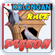 Kolongan Pigeon Race Mod APK'sı