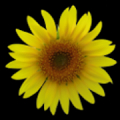Sunflower LW + weather Mod