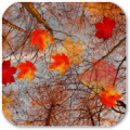 Autumn Maple Live Wallpaper ★ Mod