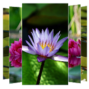 Water Lilies Flower Wallpapers Mod Apk