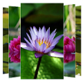 Water Lilies Flower Wallpapers APK