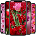 Flower Wallpapers HD Mod